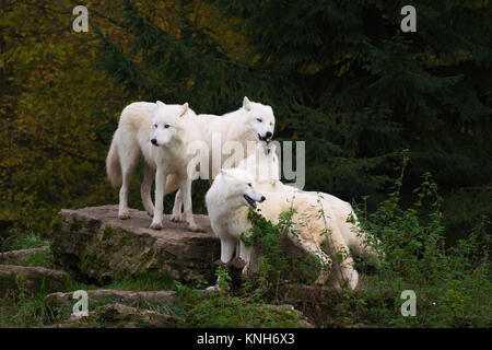 Quatre loups arctiques se tenant ensemble sur un rocher devant un hurlement social - Canis lupus arctos Banque D'Images