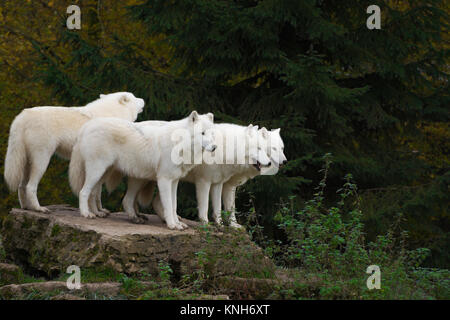 Quatre loups arctiques se tenant ensemble sur un rocher devant un hurlement social - Canis lupus arctos Banque D'Images