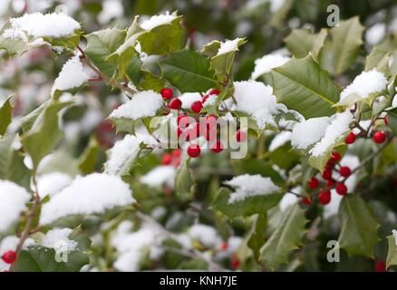 Holly Tree enneigé Banque D'Images