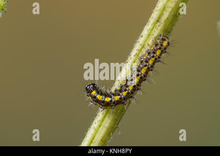 Schönbär Jungraupe, Raupe, Callimorpha dominula, Panaxia, dominula, Scarlet Tiger Moth, Caterpillar, L'écaille marbrée, écaille rouge, Bärenspinner, UNE Banque D'Images