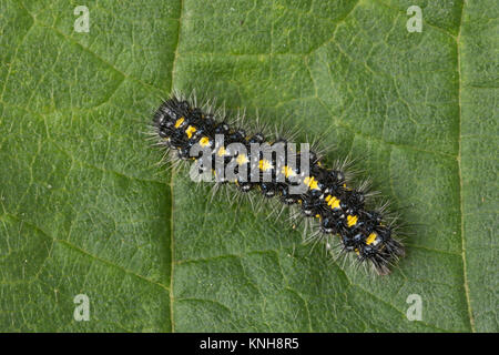 Schönbär Callimorpha dominula, Raupe, Panaxia, dominula, Scarlet Tiger Moth, Caterpillar, L'écaille marbrée, écaille rouge, Bärenspinner, Arctiidae, UN Banque D'Images