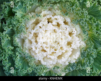Gros plan du centre blanc brillant et vert frisé feuilles de la Kale Floraison Banque D'Images