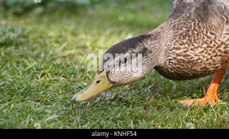 Canard colvert femelle à la recherche de nourriture sur la terre ferme Banque D'Images