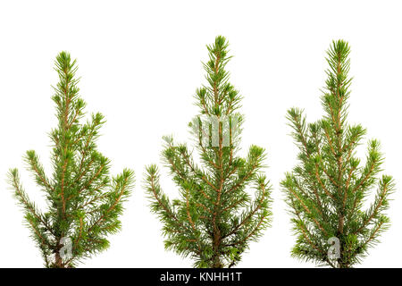 Trois vues de petit sapin vert. Isolated on white Banque D'Images