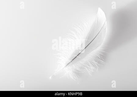 Seul blanc moelleux délicate plume d'oiseau sur un fond blanc avec copie espace Banque D'Images
