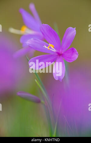 Grass Widow (Sisyrinchium douglaii), dans la gorge du Columbia, Washington, États-Unis Banque D'Images