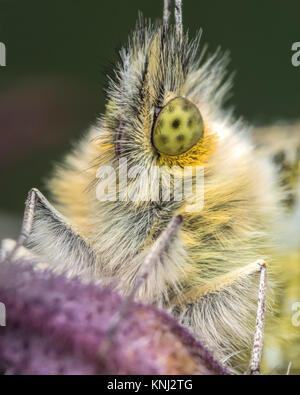 Papillon Orange Tip (Anthocharis cardamines) gros plan d'une tête les femelles. Cahir, Tipperary, Irlande. Banque D'Images