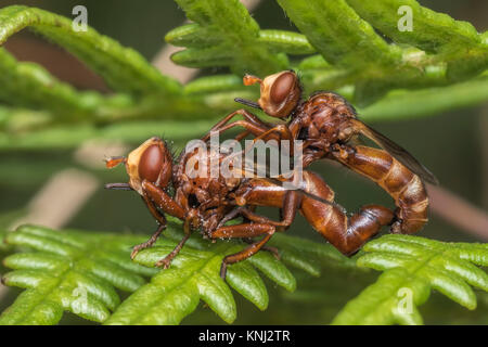 Les mouches (Sicus Conopid ferrugineus) l'accouplement sur une fougère en bois. Cahir, Tipperary, Irlande. Banque D'Images