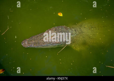 Chef d'un grand crocodile vert avec une bouche fermée et les grandes dents, couché dans l'ombre dans l'eau de la rivière. La structure horizontale. Banque D'Images