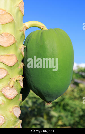 Libre de la papaye (Carica papaya) à une plantation de Maro (Nerja) sur la Costa del Sol dans la province de Malaga, Espagne Banque D'Images