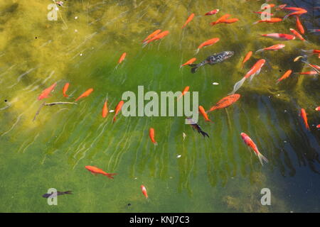 Les poissons rouges nageant dans l'étang. Banque D'Images