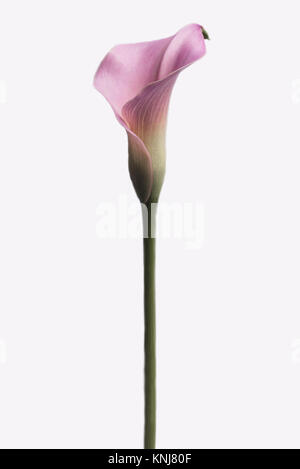 Calla Lily rose isolé sur fond blanc Banque D'Images