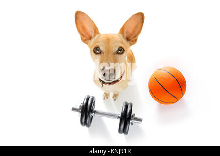 Basket-ball chien podenco Playing with ball , isolé sur fond blanc, grand angle fisheye view Banque D'Images