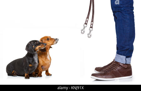 Couple de teckel ou saucisse chiens en attente de propriétaire à jouer et d'aller marcher avec une laisse, isolé sur fond blanc Banque D'Images
