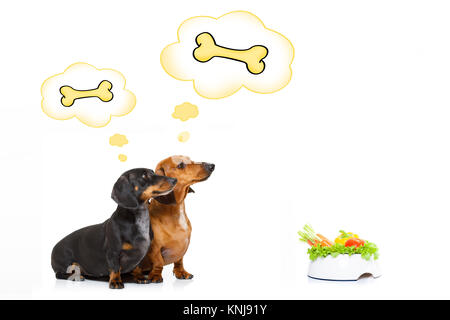 Couple de teckel ou saucisse chiens en attente de propriétaire avec la nourriture végétalienne saine bol, isolé sur fond blanc, Banque D'Images