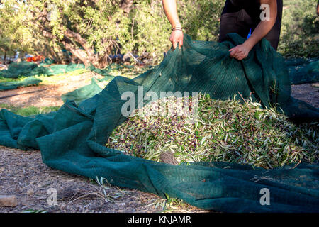 Olives fraîches récoltées dans un champ en Crète, Grèce pour la production d'huile d'olive. Banque D'Images