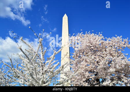 Washignton DC, Columbia, États-Unis - 11 Avril 2015 : Washington Monument et de cerisiers en fleurs Banque D'Images