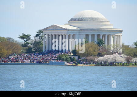 Washignton DC, Columbia, États-Unis - 11 Avril 2015 : Jefferson Memorial Cherry Blossoms Banque D'Images