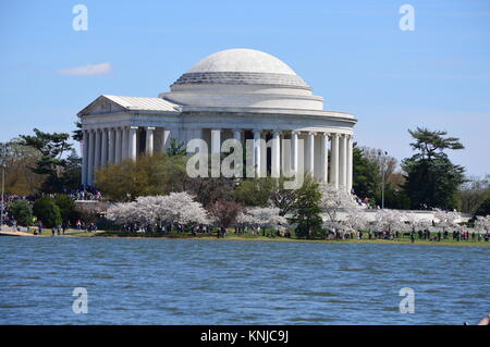 Washignton DC, Columbia, États-Unis - 11 Avril 2015 : Fleurs de Jefferson au lever du soleil Banque D'Images