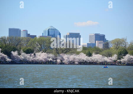 Washignton DC, Columbia, États-Unis - 11 Avril 2015 Printemps : Fleurs de cerisier Banque D'Images