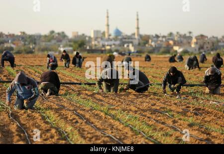 Khan Younis, dans la bande de Gaza, territoire palestinien. Dec 12, 2017. Les agriculteurs palestiniens à un champ dans le sud de la bande de Gaza le 12 décembre 2017 Crédit : Ashraf Amra/APA/Images/fil ZUMA Alamy Live News Banque D'Images