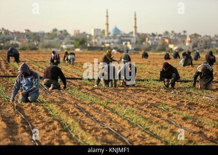 Khan Younis, dans la bande de Gaza, territoire palestinien. Dec 12, 2017. Les agriculteurs palestiniens à un champ dans le sud de la bande de Gaza le 12 décembre 2017 Crédit : Ashraf Amra/APA/Images/fil ZUMA Alamy Live News Banque D'Images