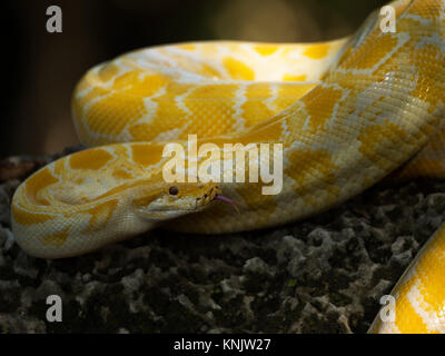 Miami, Forida, USA. 9Th Mar, 2013. Le python birman (Python bivittatus) est l'une des cinq plus grandes espèces de serpents dans le monde elle est originaire d'une grande zone de scieries du Sud et du Sud-Est. Crédit : Laura Heald/ZUMA/Alamy Fil Live News Banque D'Images