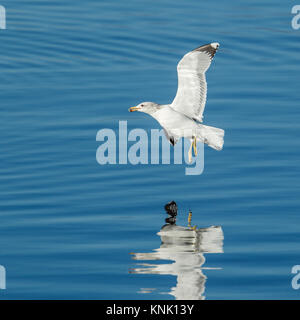 Une mouette vole juste au-dessus de l'une eau bleue de Coeur d'Alene, en Idaho, le lac. Banque D'Images