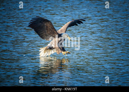 Un pygargue à tête blanche s'apprête à attraper un poisson à la surface de l'une eau bleue de Coeur d'Alene Lake dans l'Idaho. Banque D'Images
