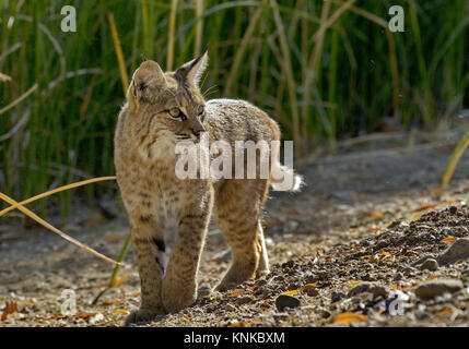 Belle bobcat sauvages des pivots et déplace l'attention avec de larges yeux couleur or. L'emplacement est Sweetwater Zones humides de Tucson, Arizona, dans désert de Sonora. Banque D'Images