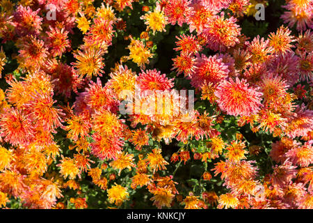 Belle chrysanthème orange comme arrière-plan photo Banque D'Images