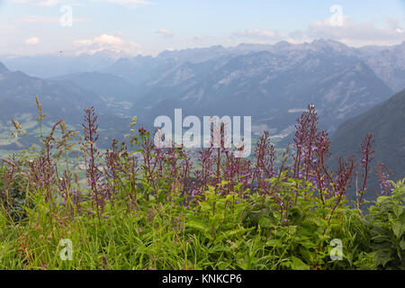 Avis de Rossfeld panorama road en Allemagne avec fleurs violettes Banque D'Images