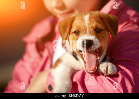 Jack Russell Terrier dog sauter, sur un champ à l'herbe verte de la forêt. Jeu de fille avec chien chiot. Banque D'Images