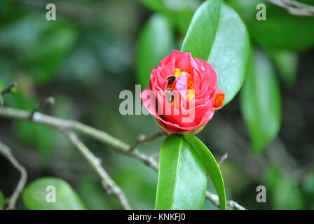Camellia rose capturés dans le milieu de la processus de floraison avec un couple des bourdons à la recherche de nectar à l'intérieur de la fleur. Banque D'Images