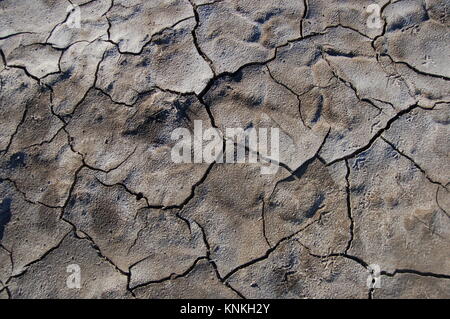Dry Lake Forest en texture Banque D'Images