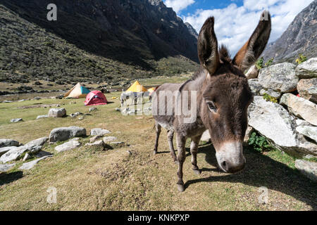 Curiour âne à Santa Cruz valley, Cordillère blanche, Pérou Banque D'Images