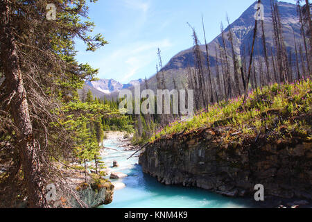 Vestiges de l'incendie de forêt de 2003 est visible à Marble Canyon dans le Parc National de Kootenay, près de Banff comme eaux de couleur turquoise de ruisseau Tokumm flo Banque D'Images