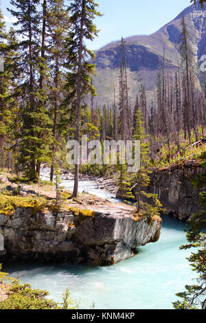 Les eaux turquoise du ruisseau Tokumm traverse en Canyon dans le Parc National de Kootenay, Colombie-Britannique, Canada, près de Banff. Orientation verticale Banque D'Images