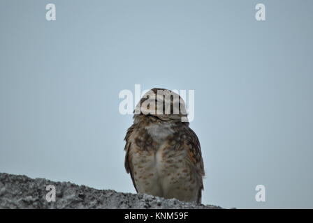 la chouette regarde attentivement à la recherche de la prochaine proie qui se déforme Banque D'Images