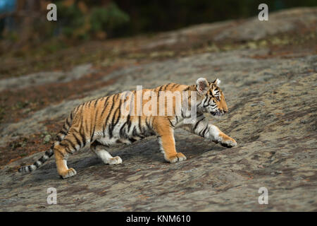 Tigre du Bengale Royal / Koenigstiger ( Panthera tigris ), marcher sur un énorme rocher, dans l'habitat naturel, un corps entier vue latérale, jeune animal, sur la distance. Banque D'Images