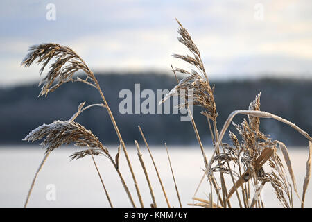 Givre sur les têtes de graine de roseau commun (Phragmites australis) sur le bord de la mer en hiver. Banque D'Images