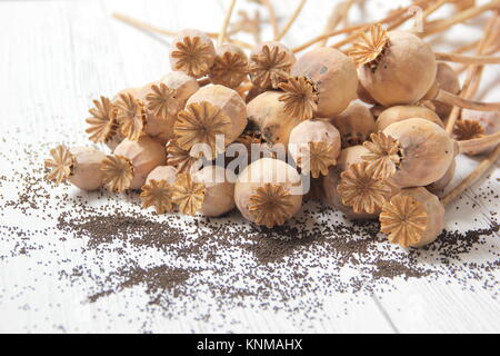 Économiser les graines de pavot. Récolte de graines de pavot à feuilles de Papaver somniferum Banque D'Images