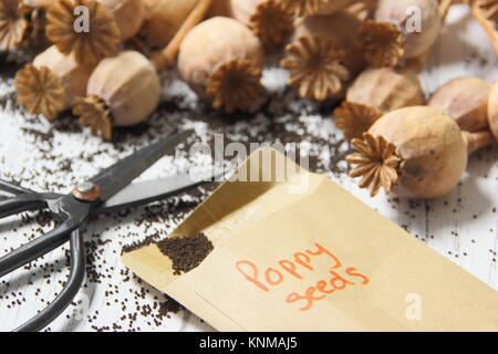 La collecte de graines de pavot (Papaver somniferum), à partir de graines séchées pour le stockage dans des enveloppes en hiver, UK Banque D'Images