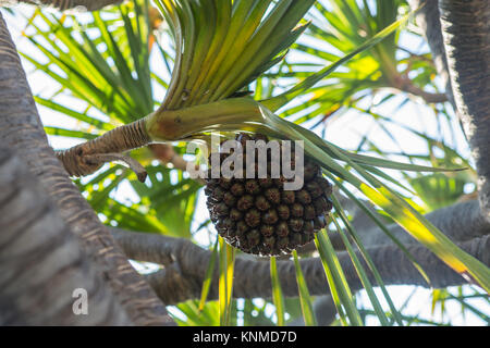 Fruits en palmier Banque D'Images