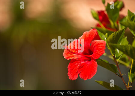 Fleur rouge gratuitement organisé l'espace pour votre message Banque D'Images