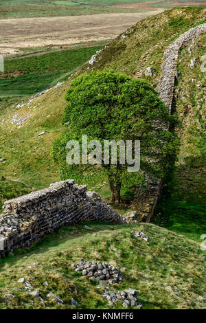 Ruines de murs romains et Sycamore Gap, mur d'Hadrien, près de fermes, Northumberland, England, United Kingdom Banque D'Images