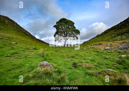 Sycamore Gap, mur d'Hadrien, près de fermes, Northumberland, England, United Kingdom Banque D'Images