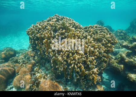 Reef avec blade fire coral Millepora complanata sous l'eau dans la mer des Caraïbes Banque D'Images