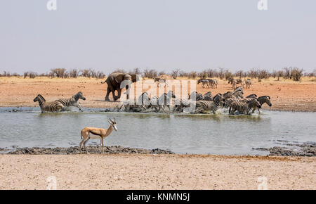 Un éléphant d'Afrique chasse à un trou d'arrosage Zebra en Namibie Banque D'Images