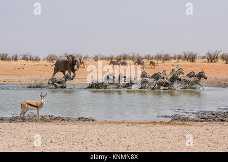 Un éléphant d'Afrique chasse à un trou d'arrosage Zebra en Namibie Banque D'Images